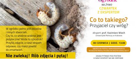 Przyjaciel czy wróg? Prześlij zdjęcie i dowiedz się co odwiedziło Twój ogródek – live z profesorem Kazimierzem Wiechem - 29.06.2022